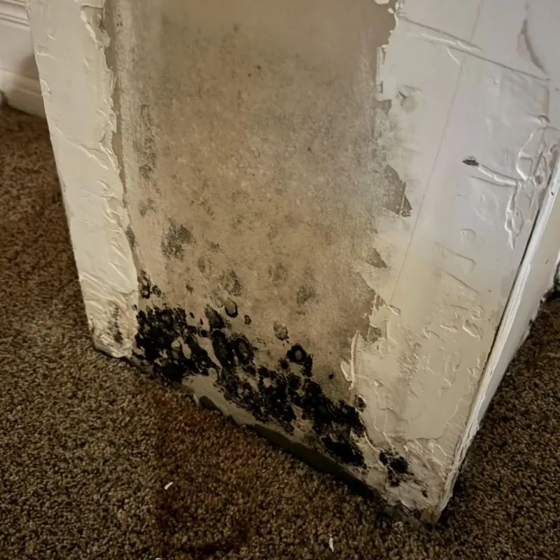 Professional Mold Removal in Liberty, UT